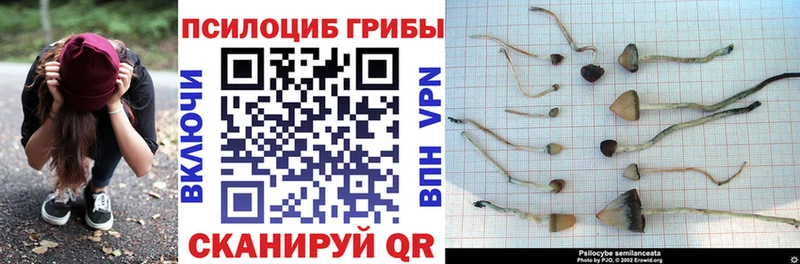 Купить  Анжеро-Судженск  Псилоцибиновые грибы GOLDEN TEACHER 
